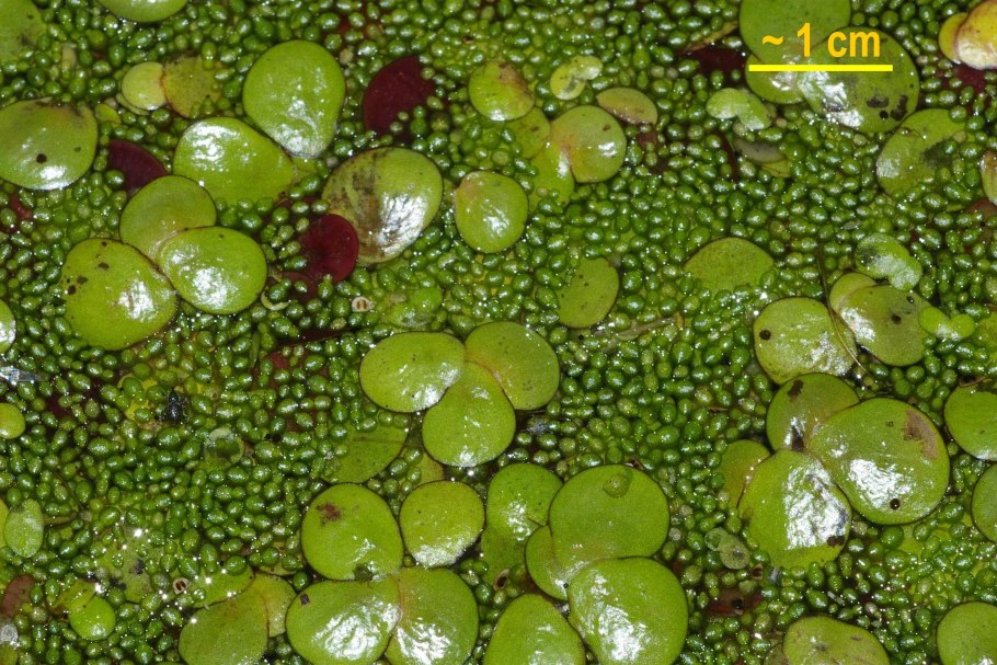 Ряска вольфия