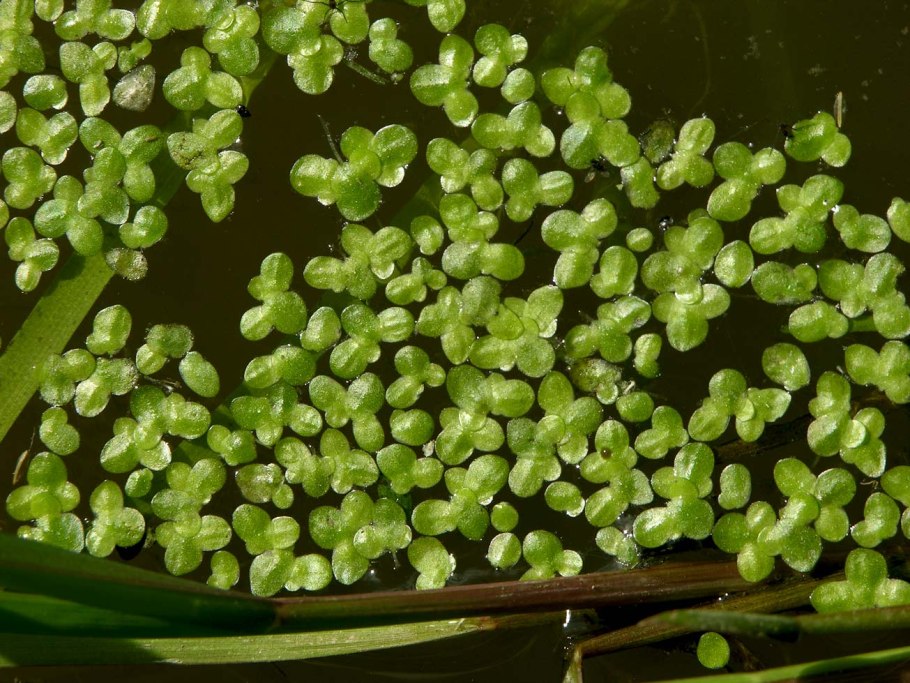 Австралийская Ряска