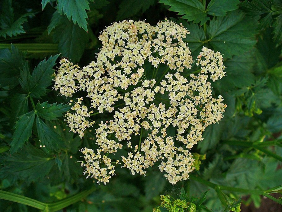 Бедренец Роданский Pimpinella rhodantha