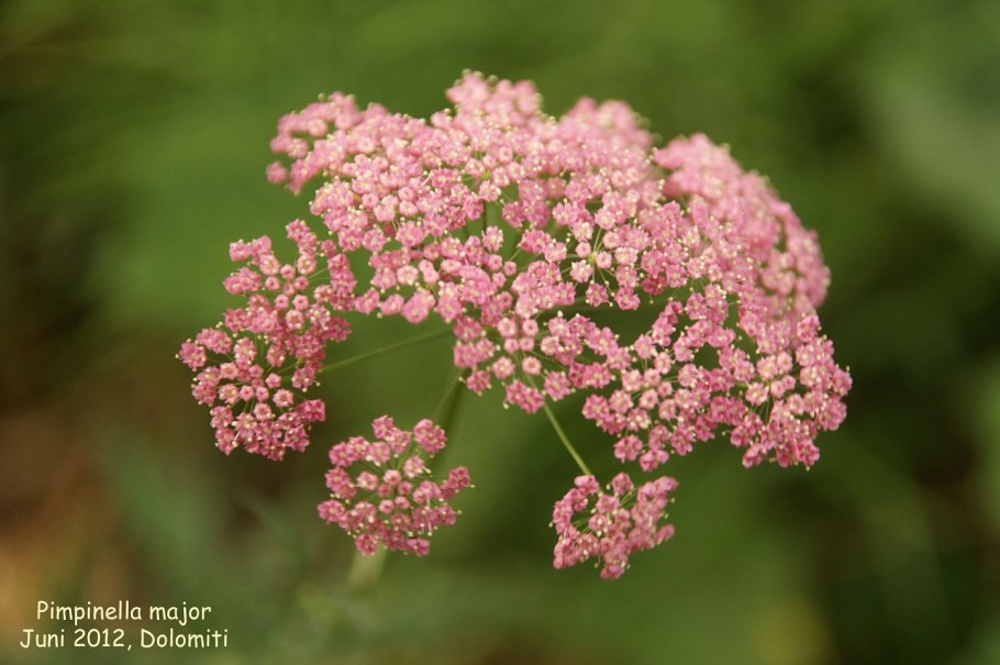 Бедренец ароматный
