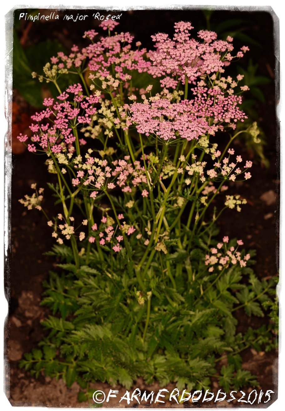 Бедренец камнеломка