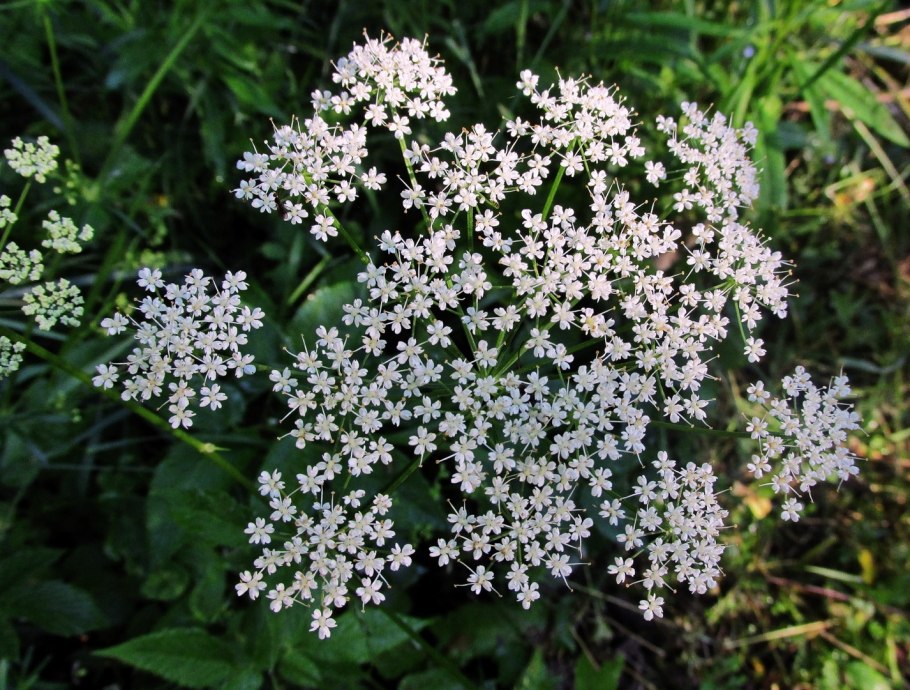 Pimpinella tomyophilla гербарий