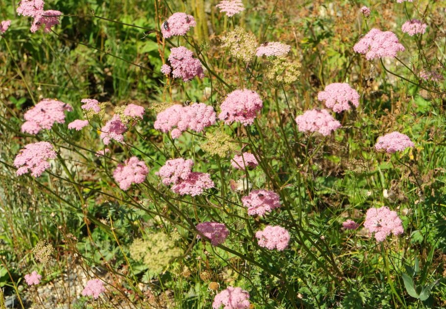 Бедренец Pimpinella Major rosea