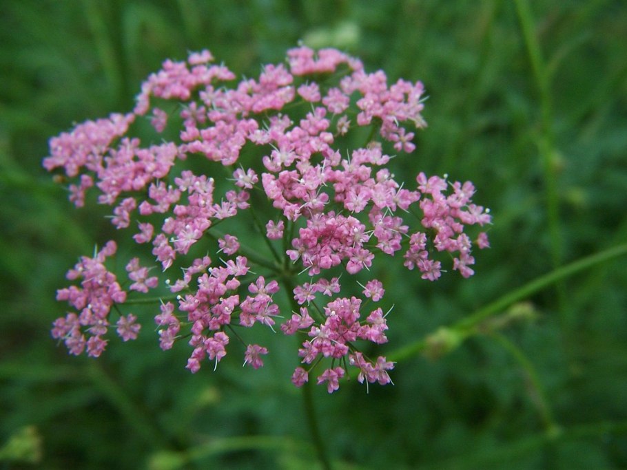 Бедренец известколюбивый