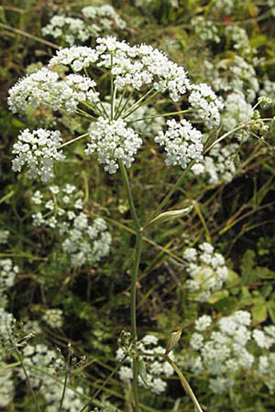 Бедренец большой