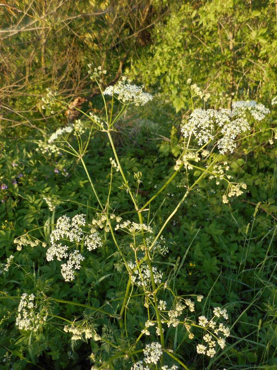 Бедренец камнеломка