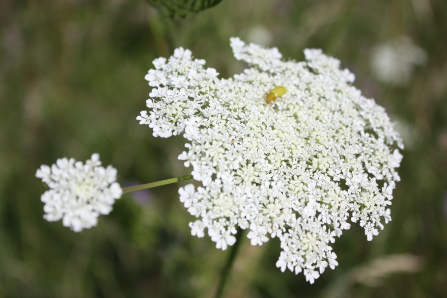 Растения daucus carota