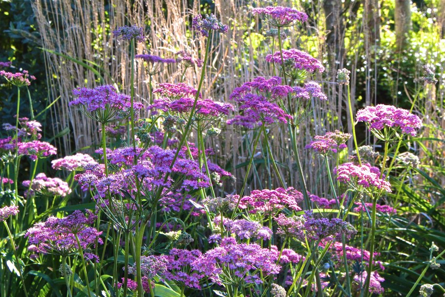 Pimpinella tomyophilla гербарий