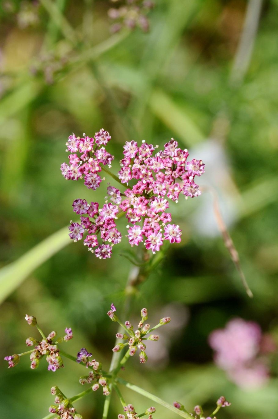 Бедренец камнеломковый