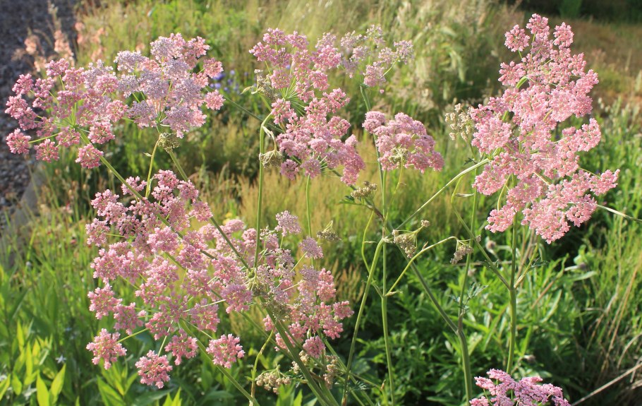 Бедренец Розеа