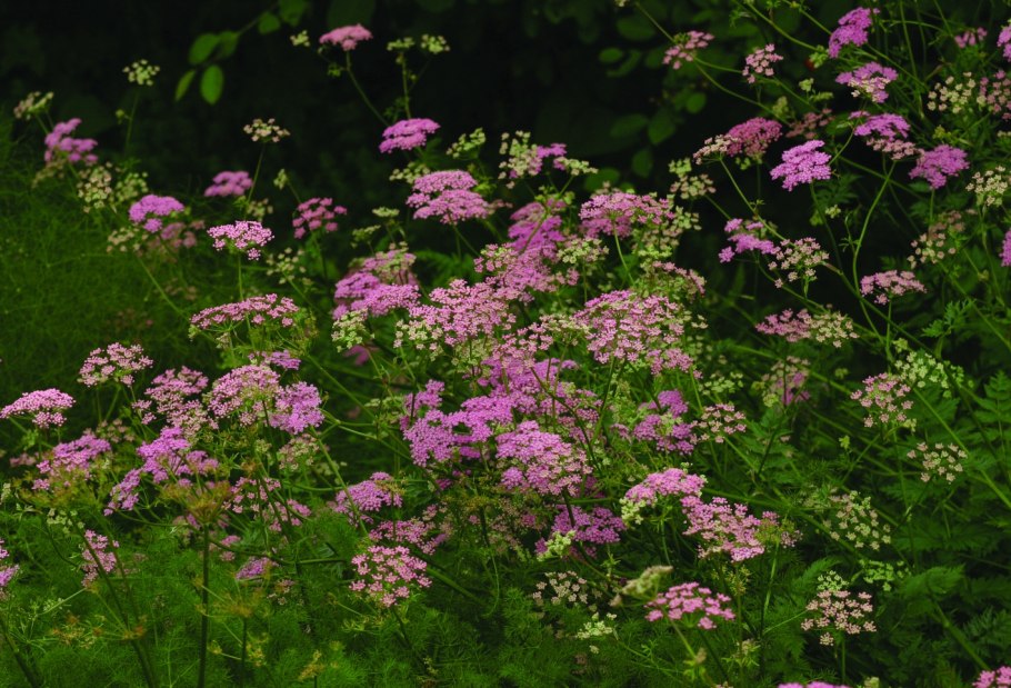 Бедренец Роданский