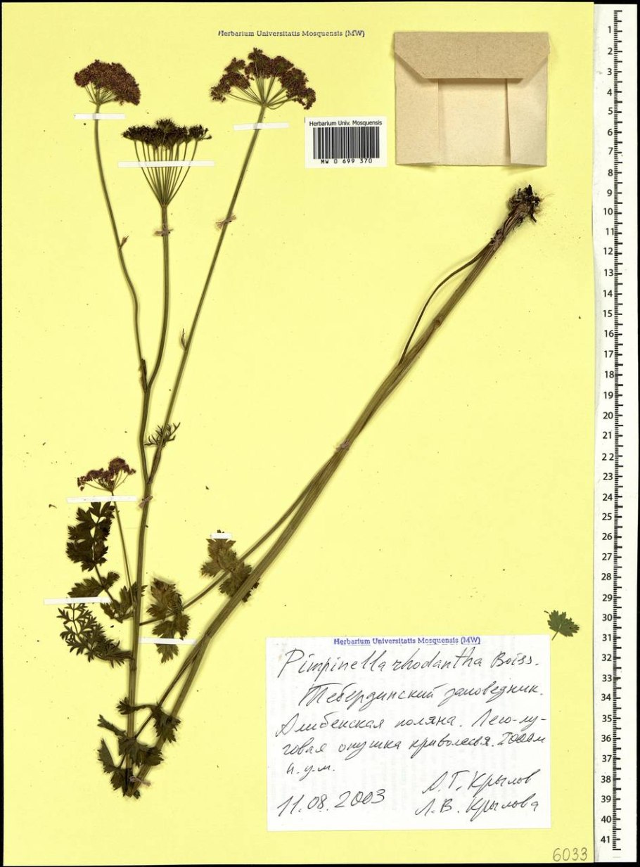 Pimpinella saxifraga