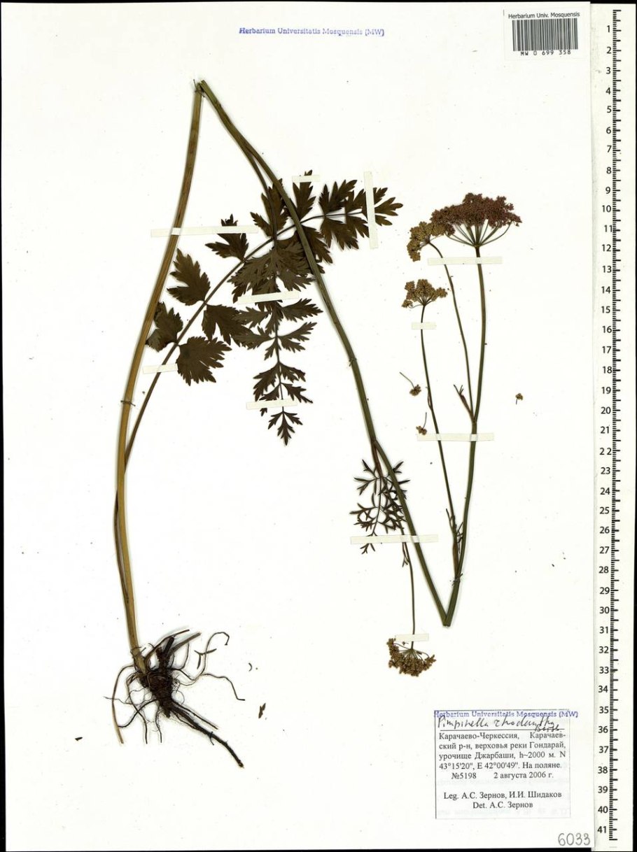 Жабрица ледебура