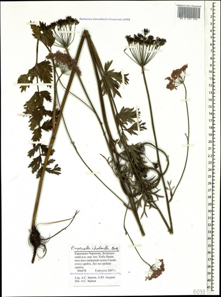 Жабрица порезниковая