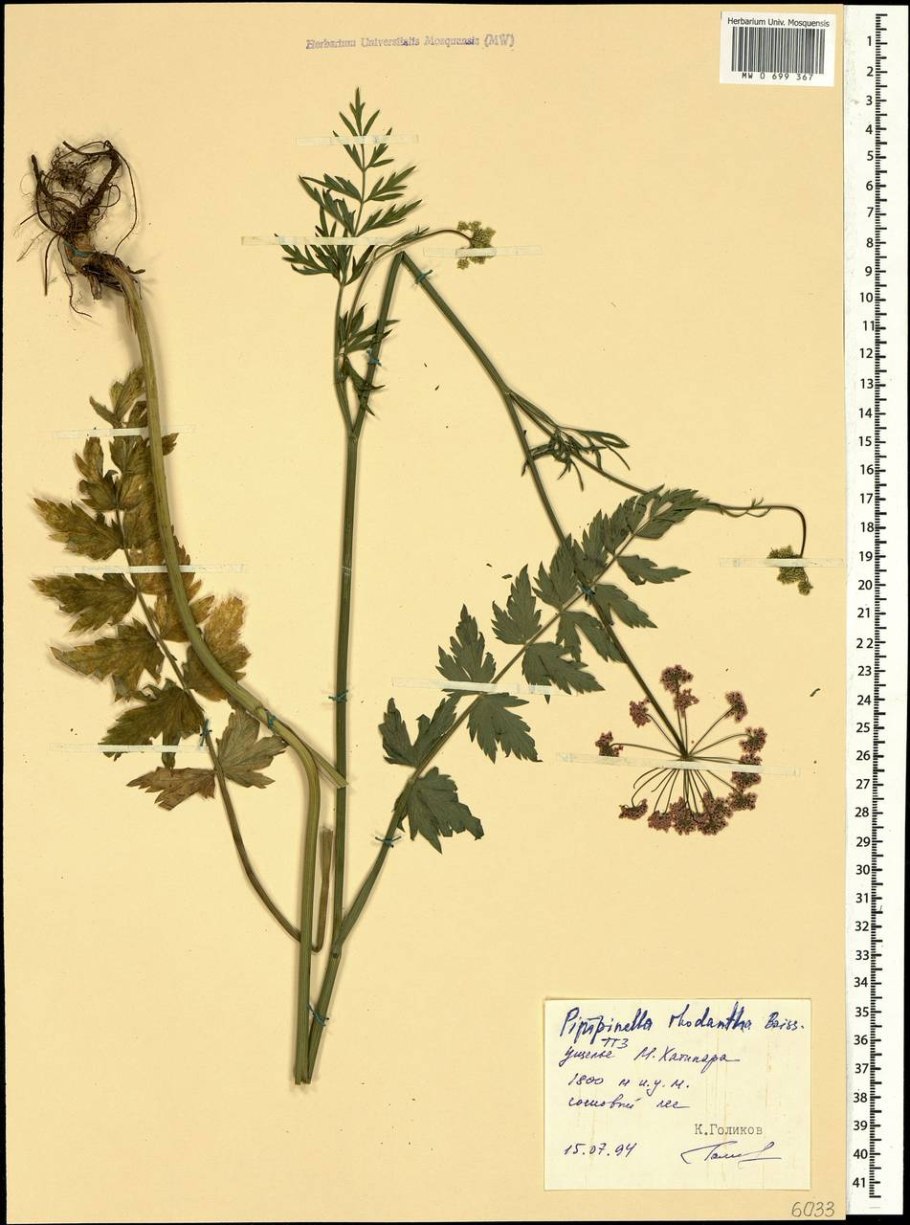 Pleurospermum uralense