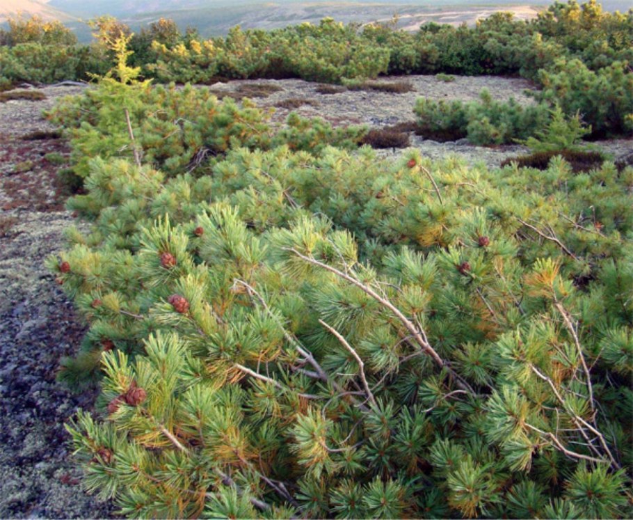 Сосна стланиковая Кедровый стланик