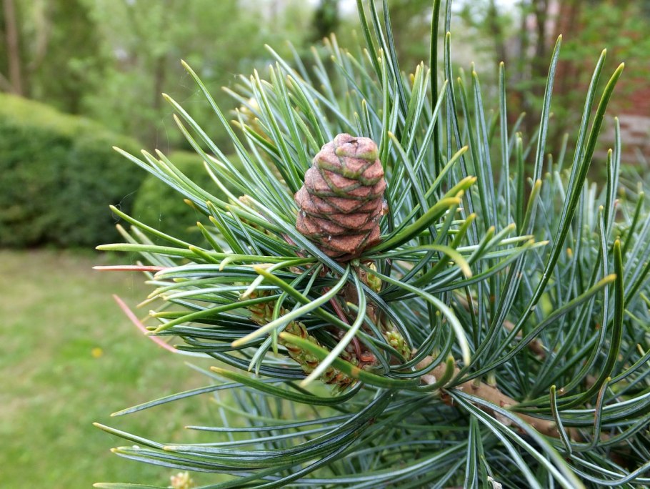 Кедровый стланик Сибирский