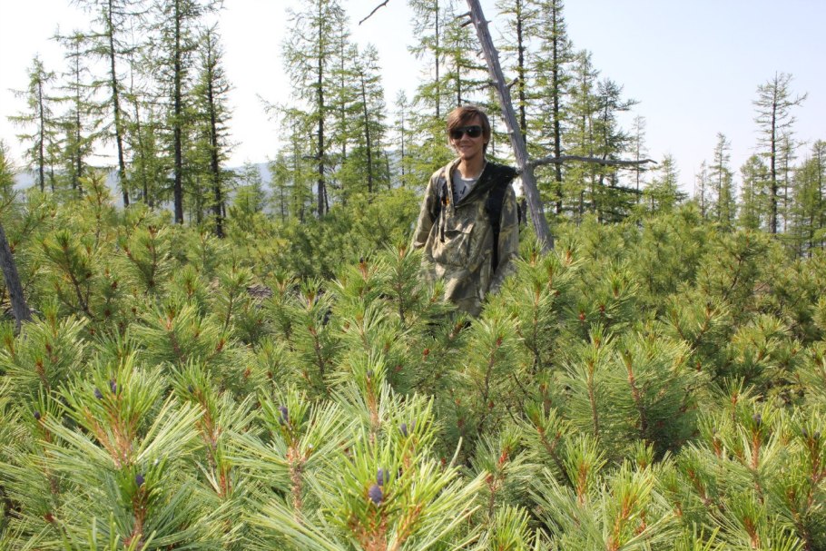 Сосна Кедровая Глаука