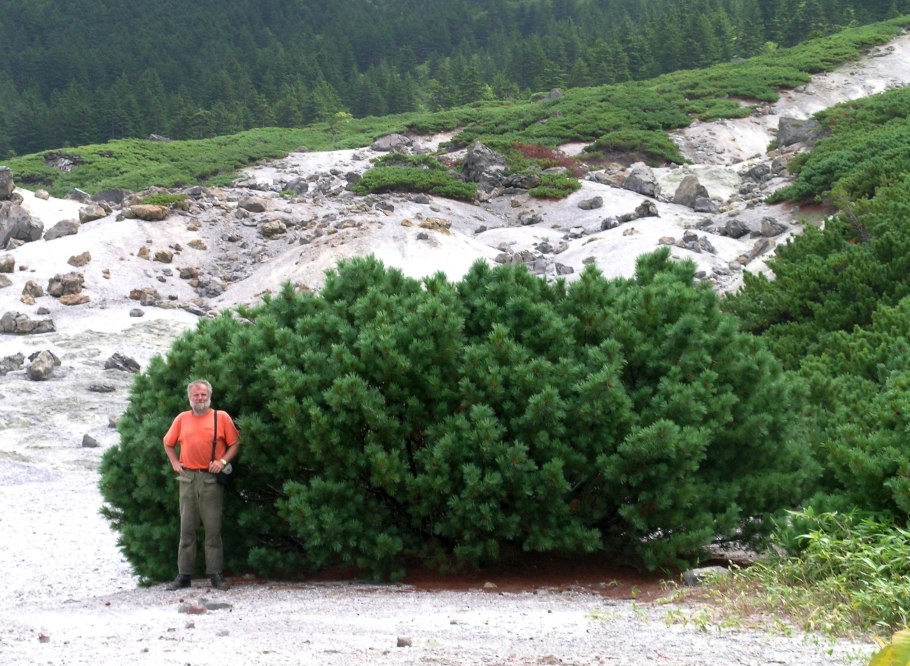 Сосна Кедровый стланик шишки