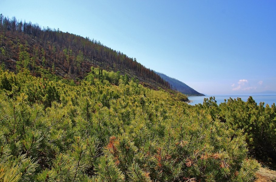 Кедровый стланик байкал