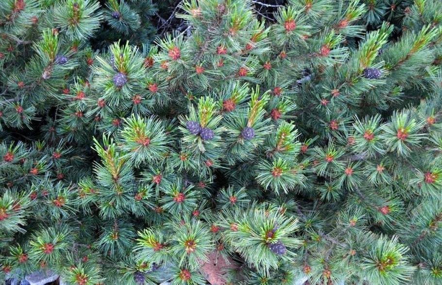 Кедровый стланик Кунашир