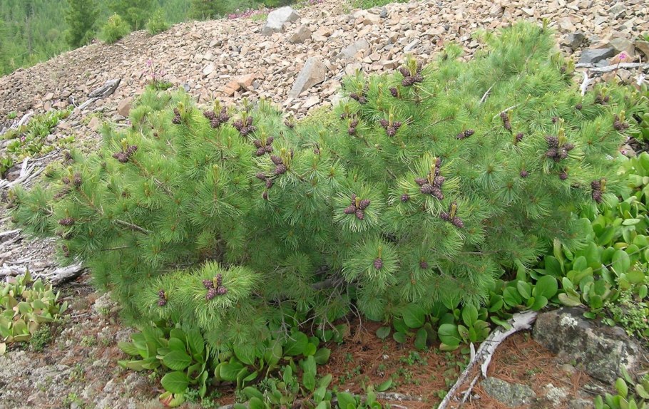 Кедровый стланик (Pinus pumila)