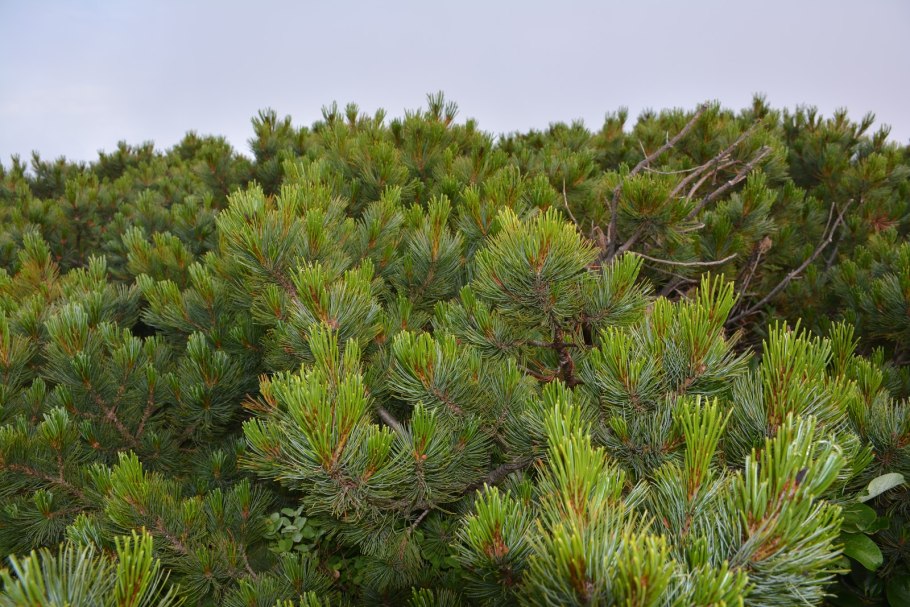 Сосна стланиковая кедровая