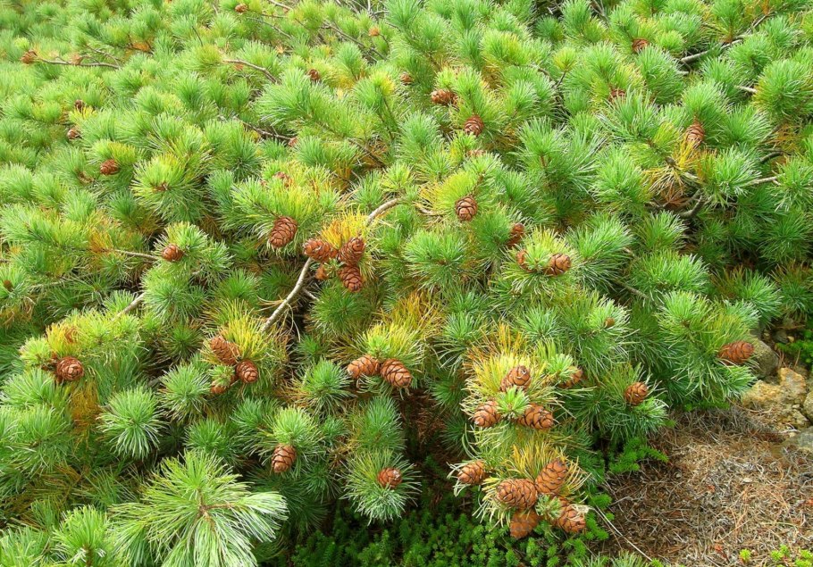 Кедровый стланик в тундре