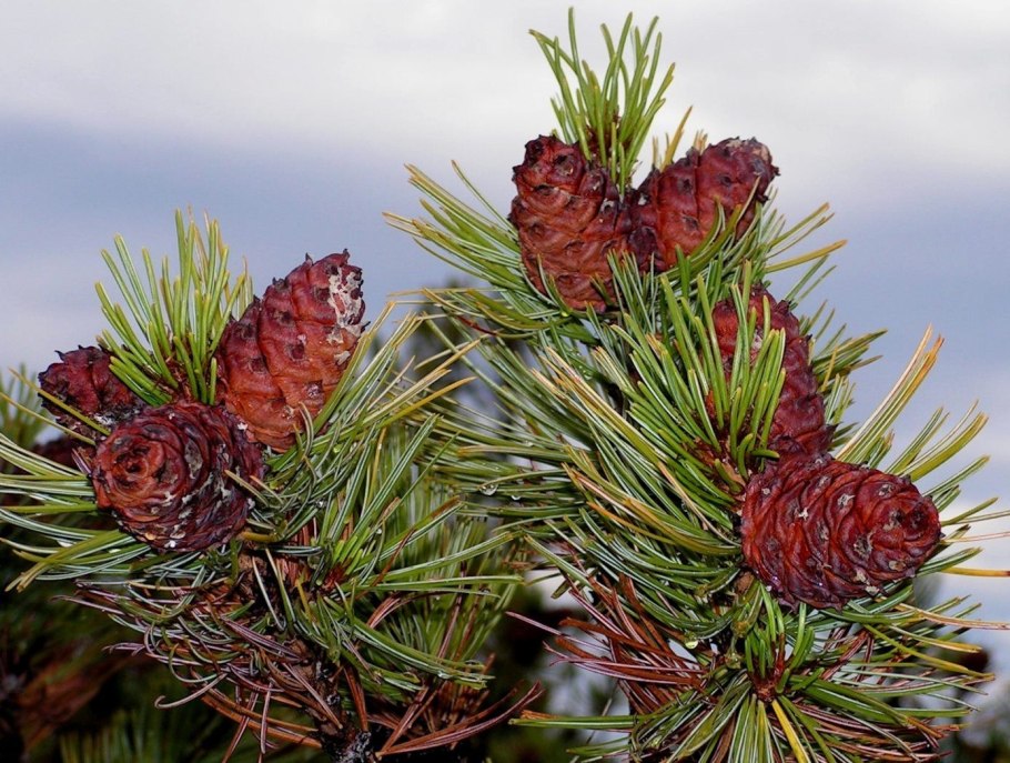 Стланик Сибирский