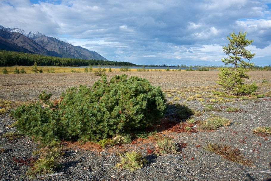 Сосна Кедровый стланик