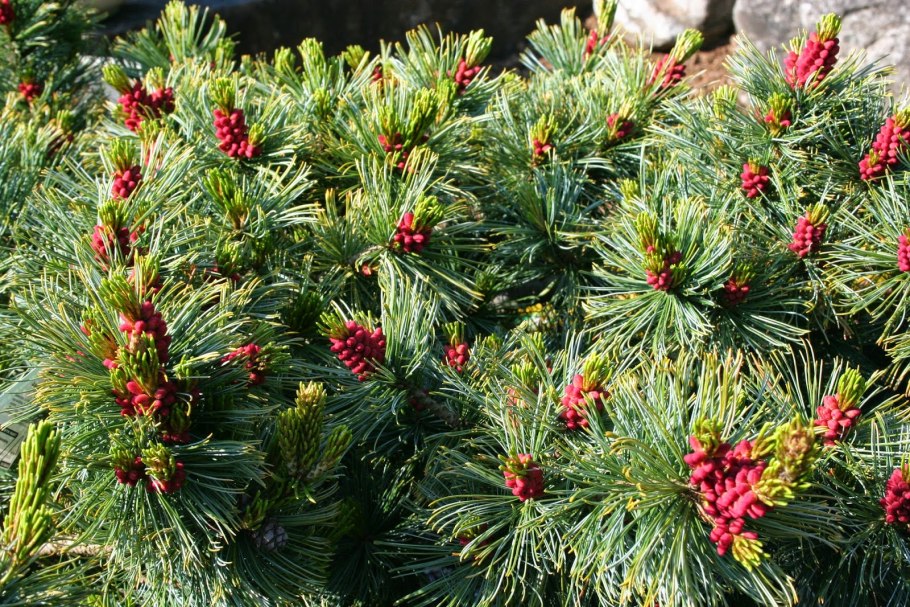 Кедровый стланик Байкал