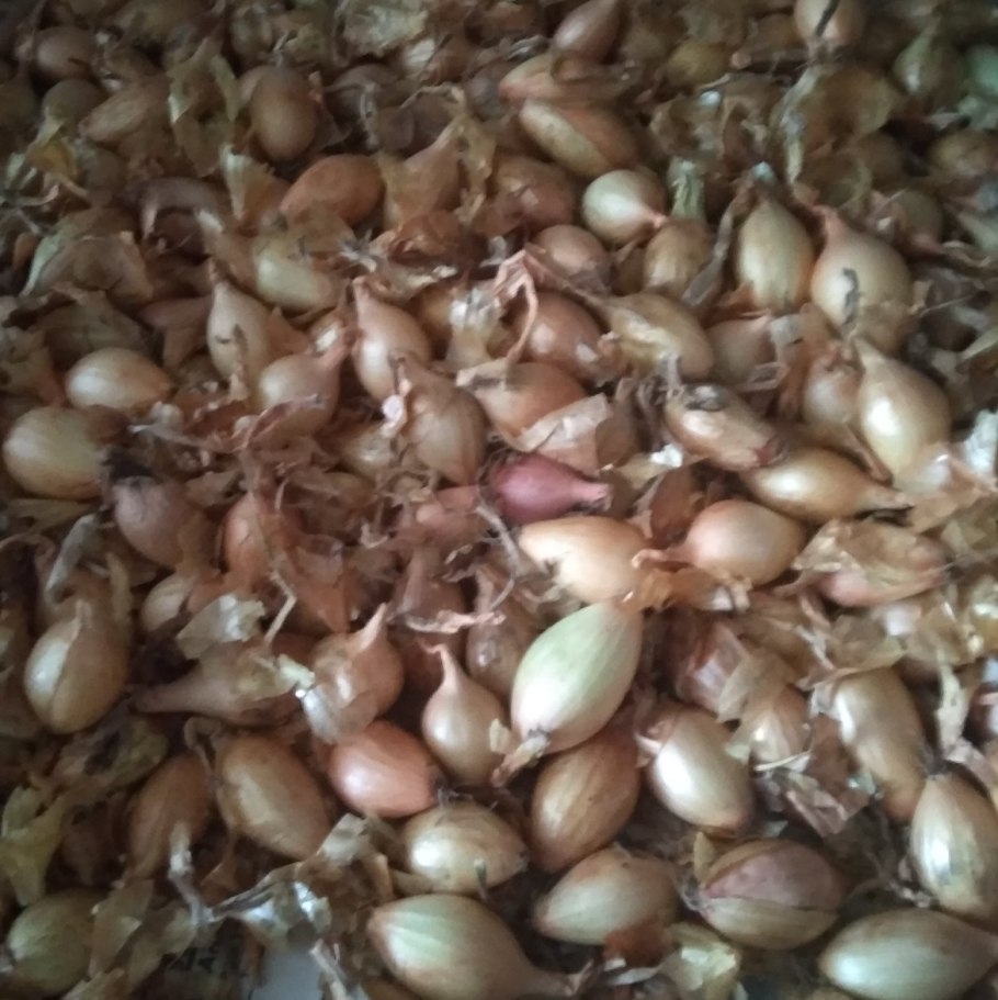 Лук севок сорт