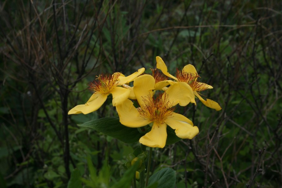 Hypericum ascyron