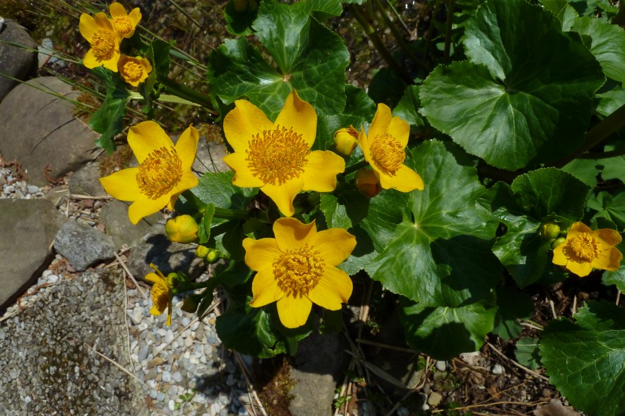 Caltha dionaeifolia
