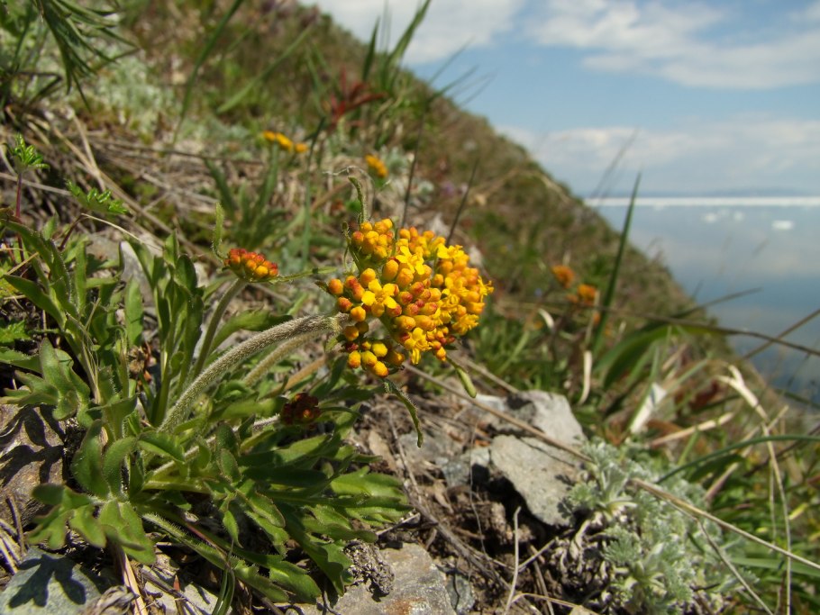 Зверобой Геблера