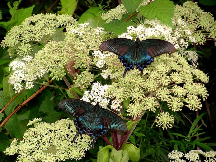 Необычные растения дальнего Востока