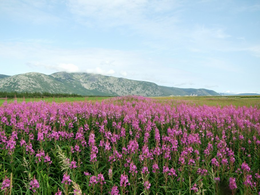 Приморские Луга Камчатки