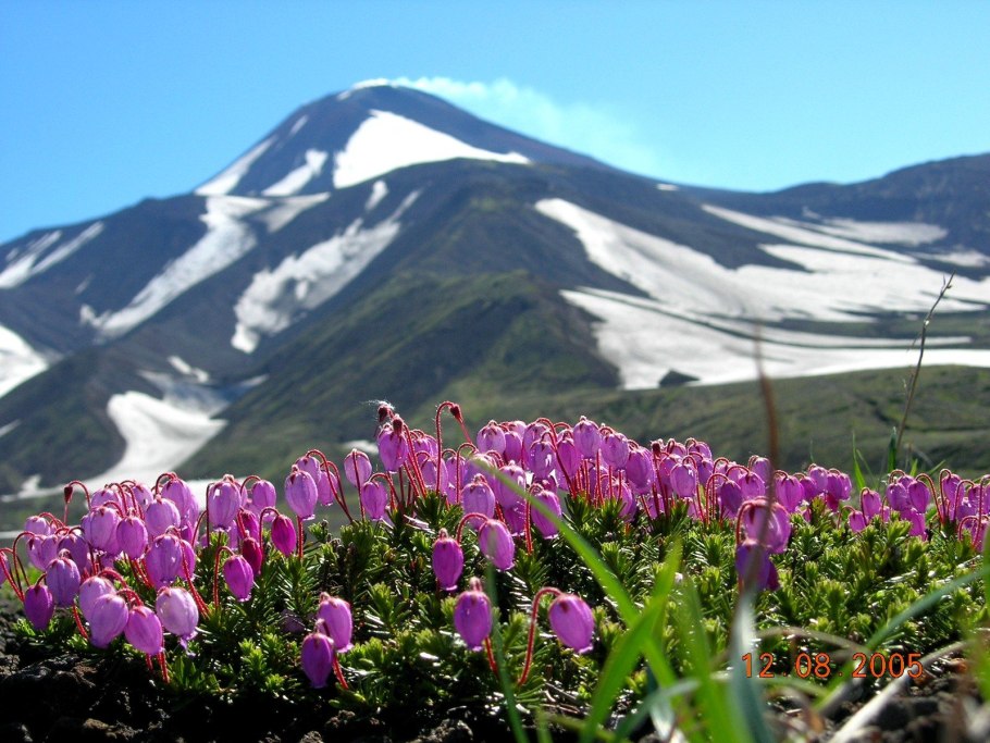 Альпийские Луга Камчатки