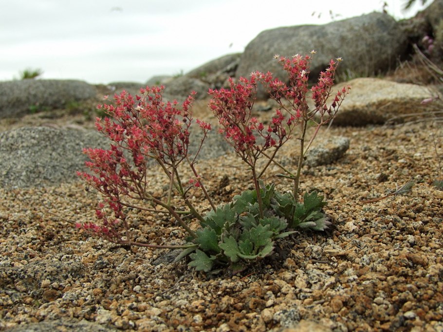 Плантариум дальнего Востока