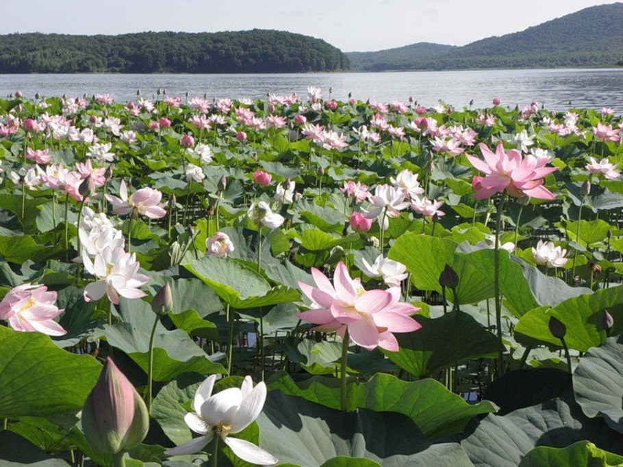 Рододендрон горный кавказский