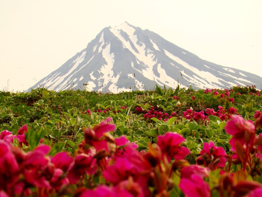 Рододендрон Камчатский