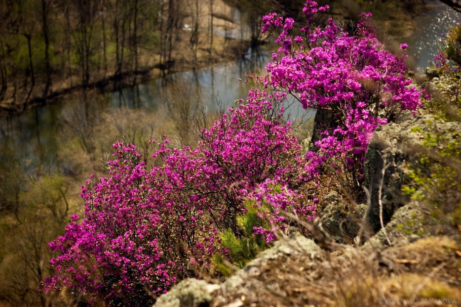 Багульник на Дальнем востоке
