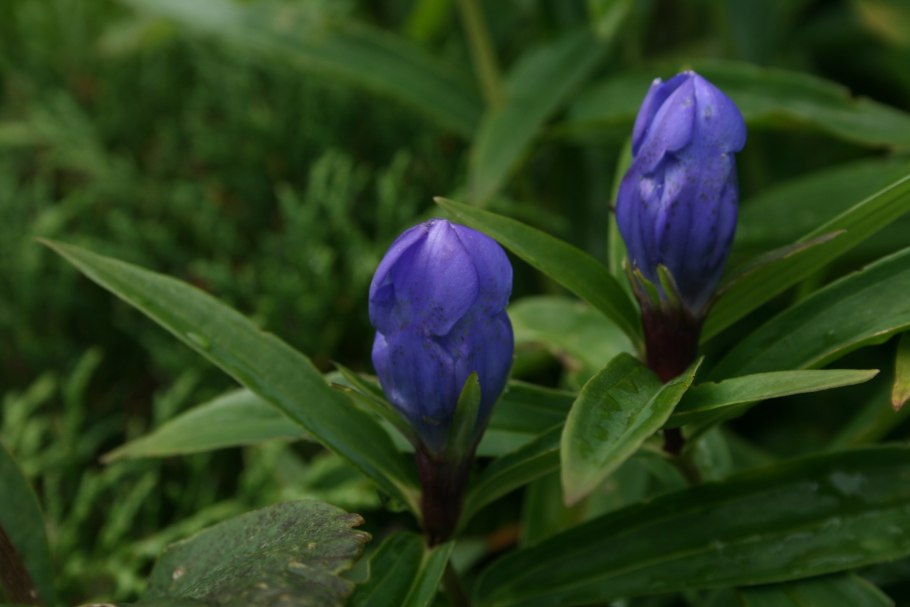 Цветы прострел Сибирский