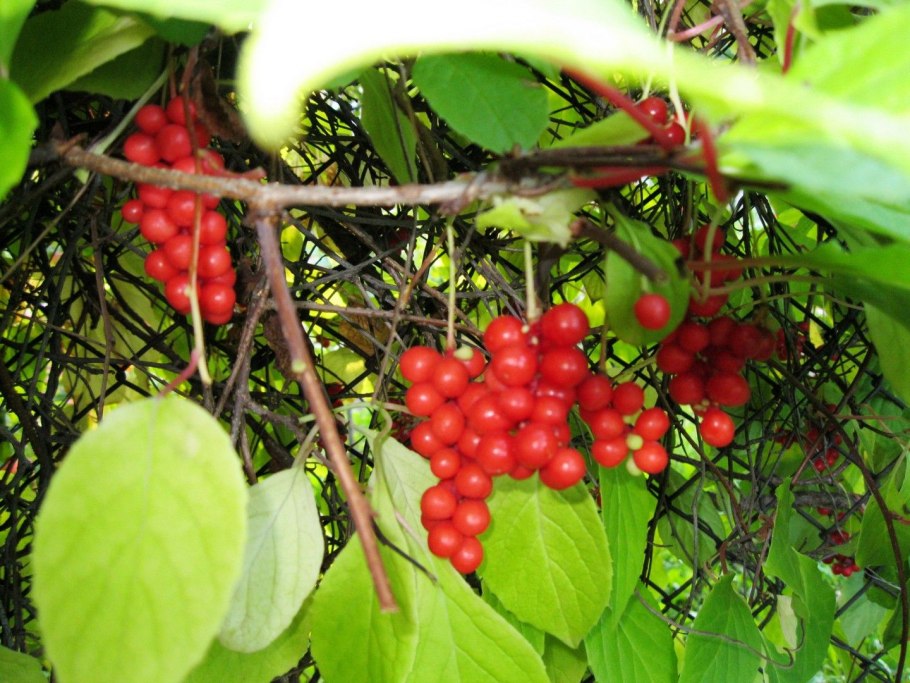 Женьшень Дальневосточный