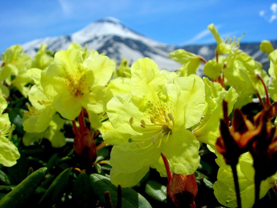 Заманиха Аралиевые