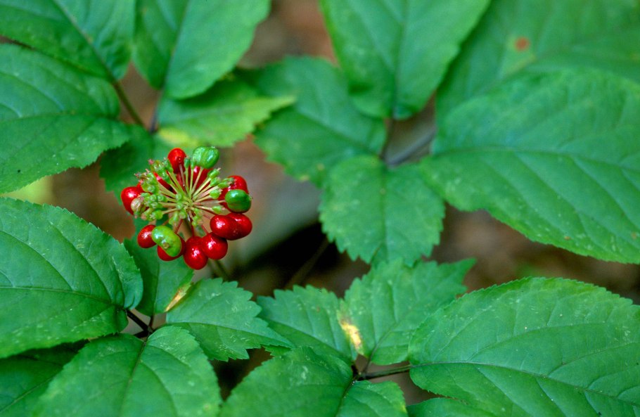 Растение метаплексис японский
