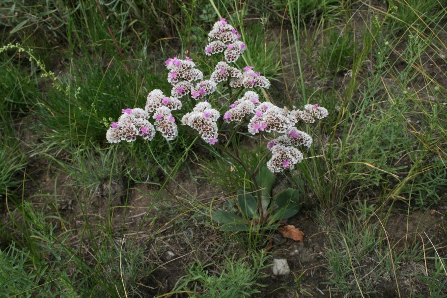 Гониолимон степной