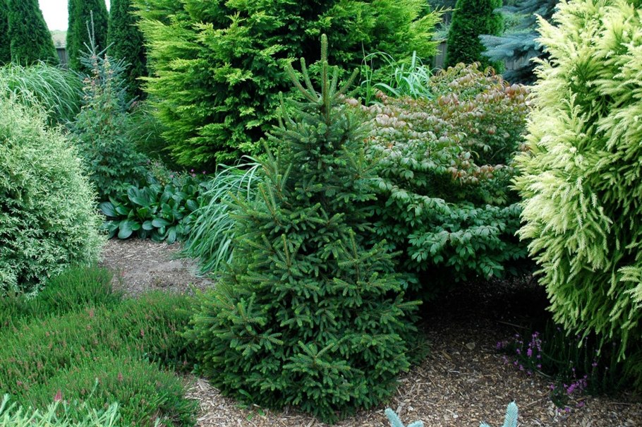 Ель обыкновенная Уиллс цверг