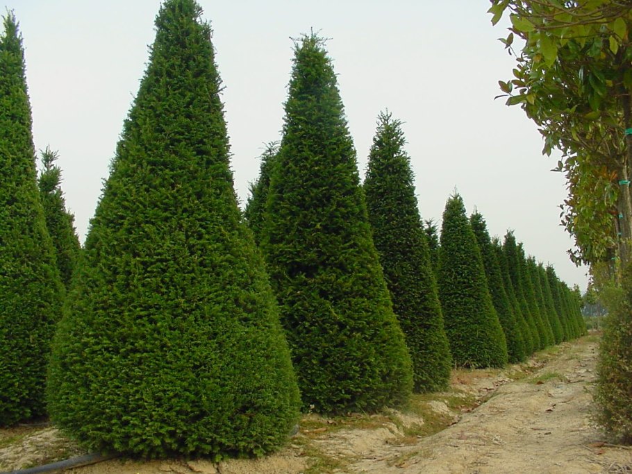 Кипарис вечнозеленый (Cupressus sempervirens)