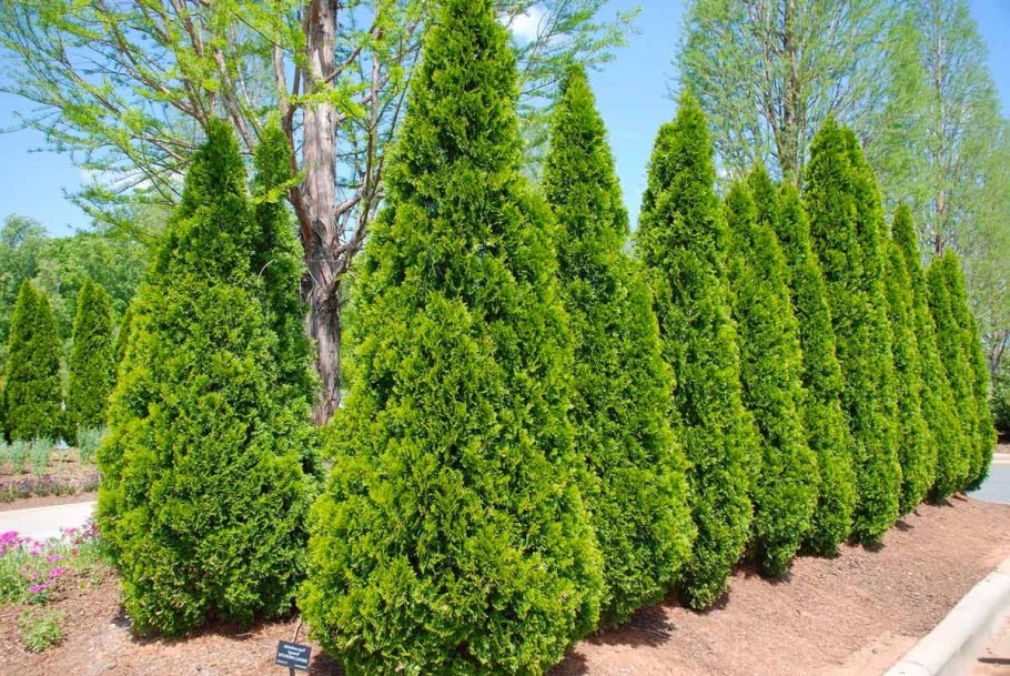 Хвойные туя Смарагд